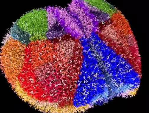 Первая карта мозга с нейронами