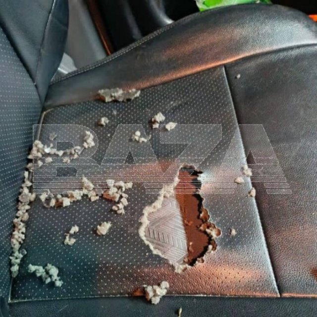 Крысы атакуют машины россиян после первых холодов