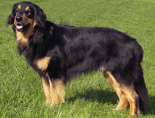 Немецкий ховаварт