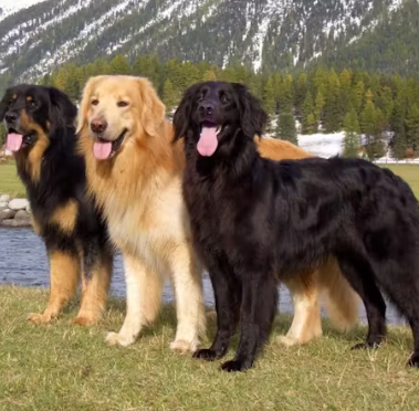 Топ-3 самых умных пород собак Топ-3 самых умных пород собак