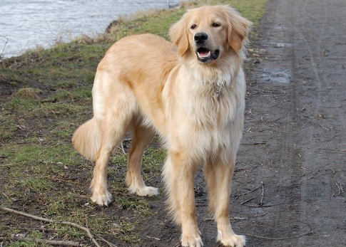 Топ-3 самых умных пород собак Топ-3 самых умных пород собак