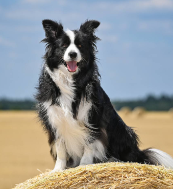 бордер-колли бордер-колли