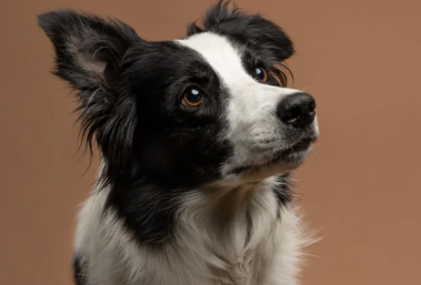 Топ-3 самых умных пород собак Топ-3 самых умных пород собак