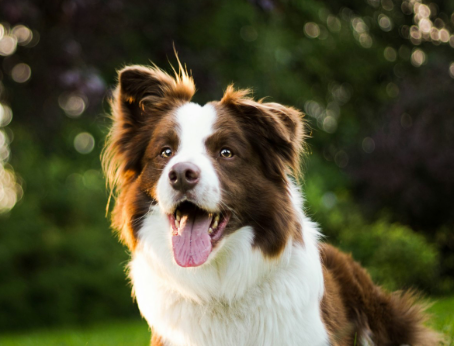 Топ-3 самых умных пород собак Топ-3 самых умных пород собак