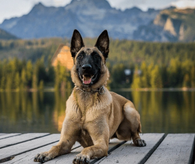 бельгийская овчарка малинуа бельгийская овчарка малинуа