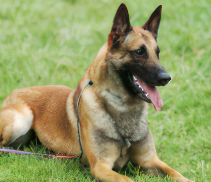 Топ-3 самых умных пород собак Топ-3 самых умных пород собак