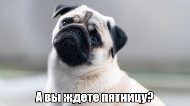 Трынделка - 20.11.2025