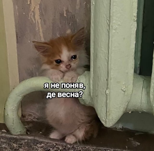 Смешные картинки - 20.11.2025