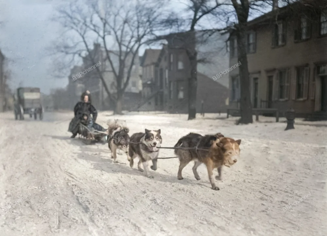 Хаски тянут сани со взрослым и ребенком, едущими по заснеженной жилой улице, Чикаго, штат Иллинойс, около 1904 года.