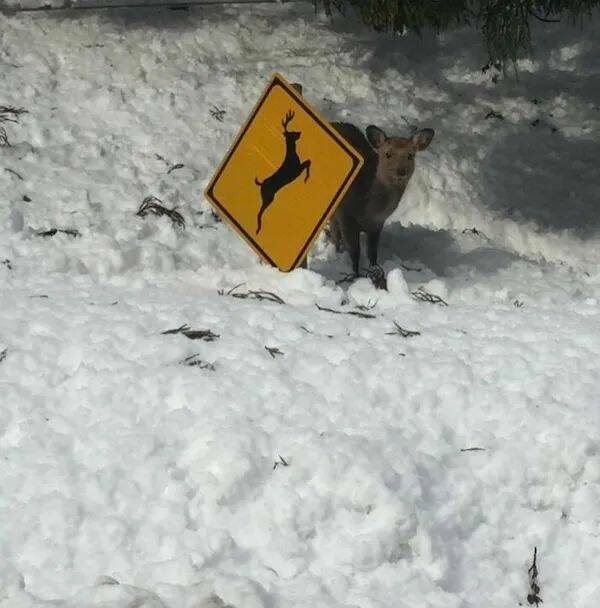 Подборка картинок. Вечерний выпуск - 20.11.2025