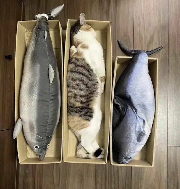 Подборка картинок. Вечерний выпуск - 20.11.2025