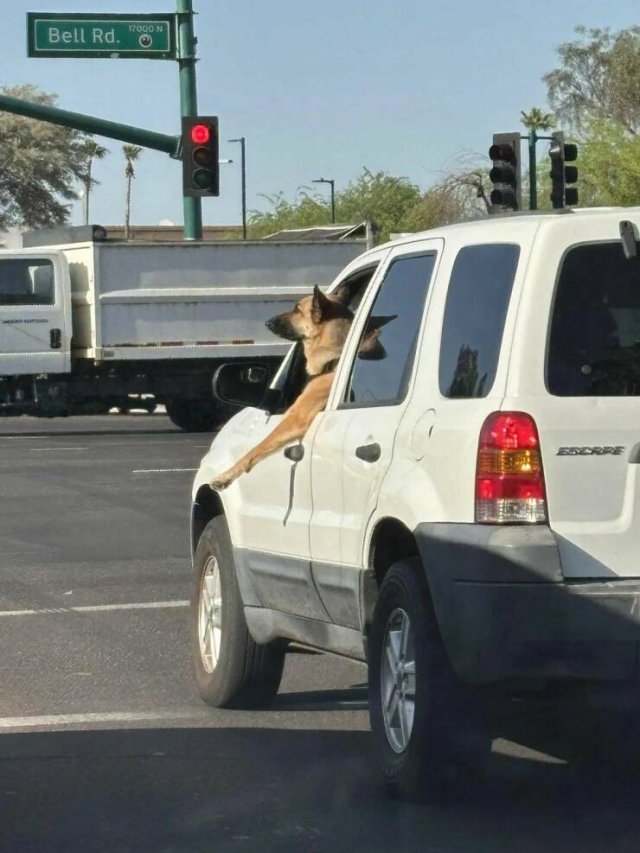 Подборка картинок. Вечерний выпуск - 20.11.2025