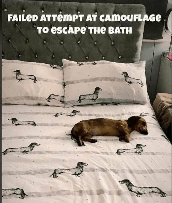 Подборка картинок. Вечерний выпуск - 21.11.2025