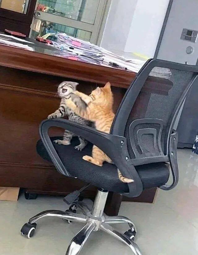 Подборка картинок. Вечерний выпуск - 21.11.2025