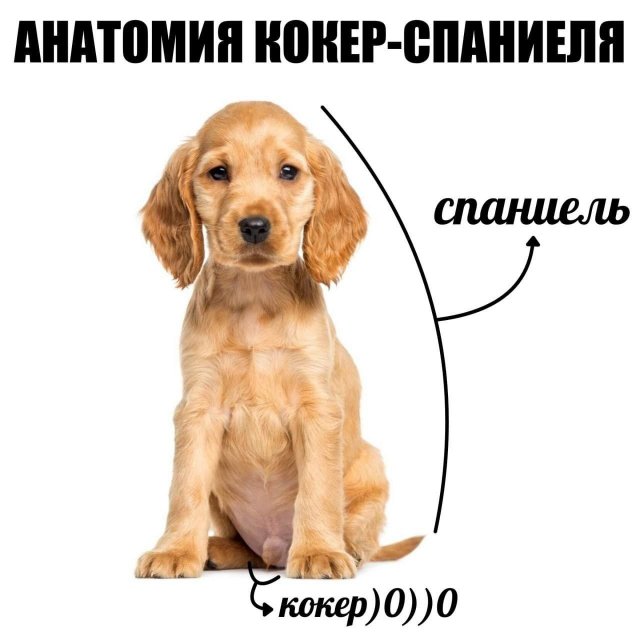 Лучшие шутки и мемы из Сети - 21.11.2025