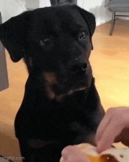 Подборка гифок -  21.11.2025