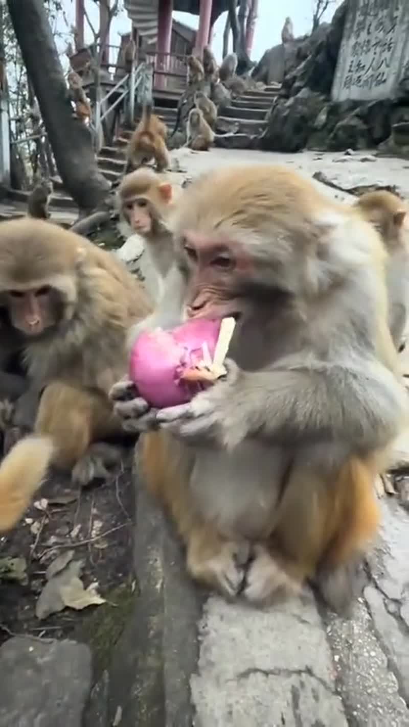 Обезьяна есть лук