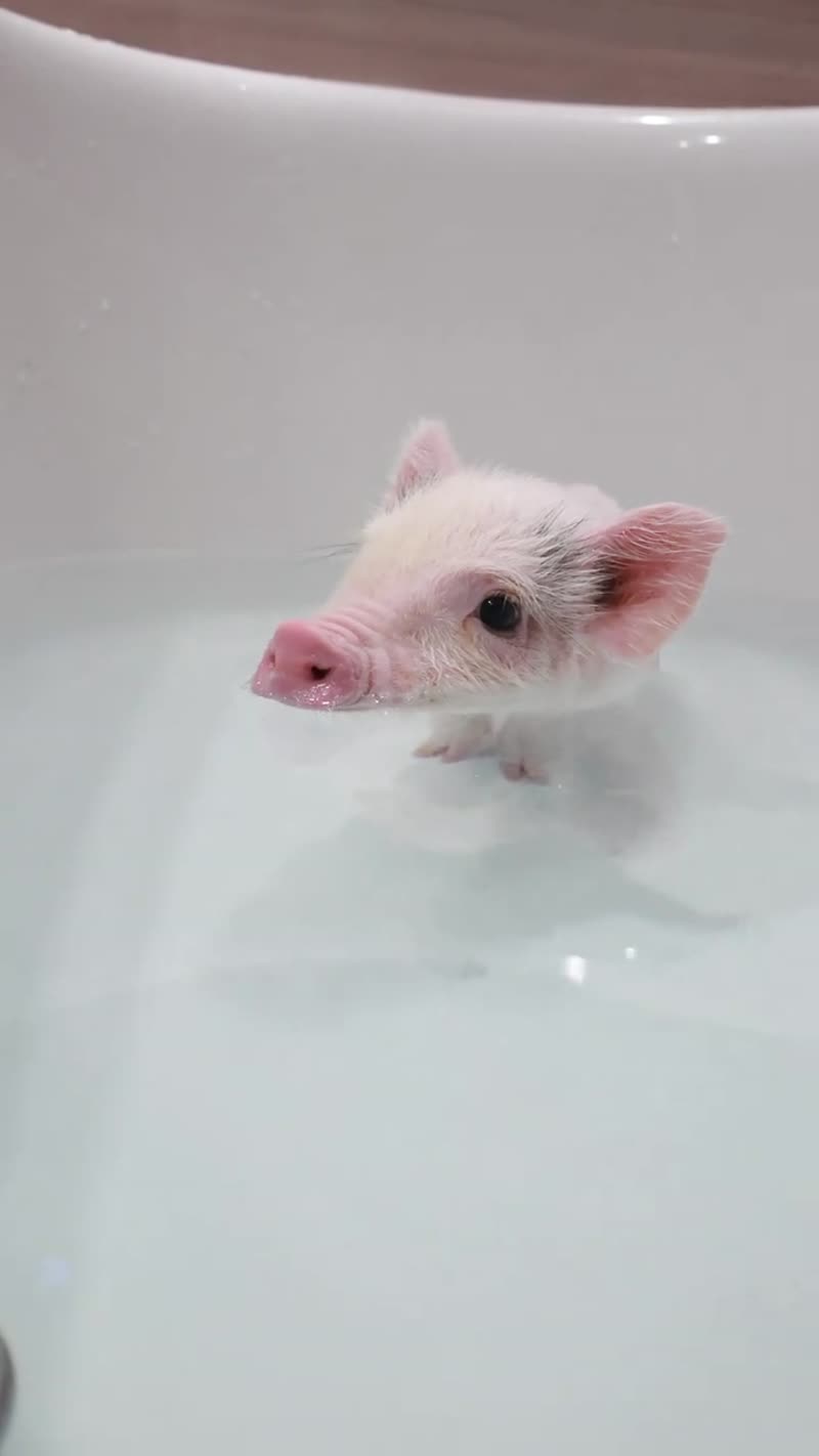 Смешная свинка в ванне