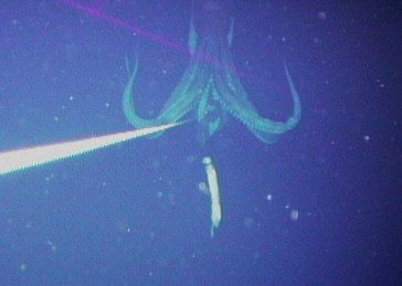 гигантский кальмар гигантский кальмар