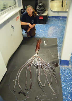 Asperoteuthis Asperoteuthis