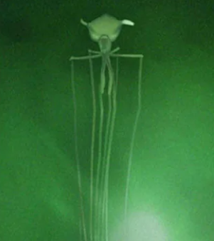 Кальмары - чем глубже, тем хуже. Кальмары - чем глубже, тем хуже.