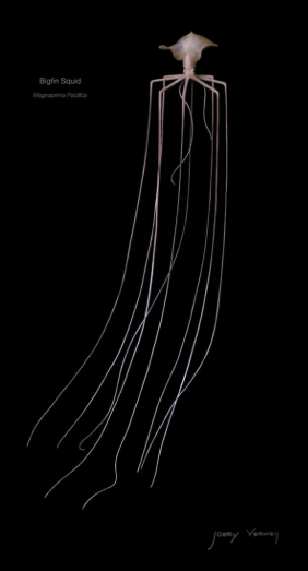 Кальмары - чем глубже, тем хуже. Кальмары - чем глубже, тем хуже.