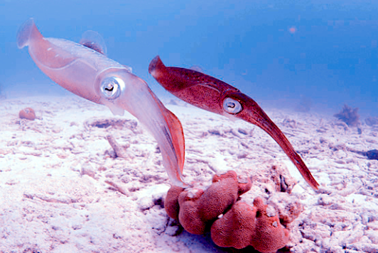 Рифовый кальмар