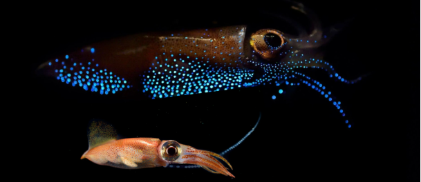 Сверкающий кальмар Сверкающий кальмар