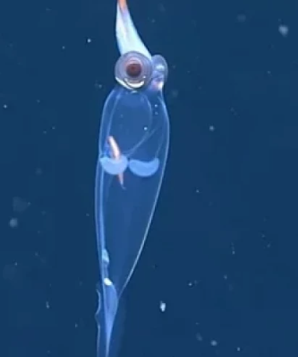 прозрачный кальмар прозрачный кальмар