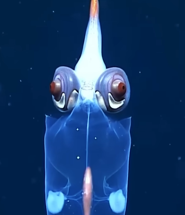 Кальмары - чем глубже, тем хуже. Кальмары - чем глубже, тем хуже.