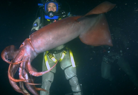 Кальмары - чем глубже, тем хуже. Кальмары - чем глубже, тем хуже.