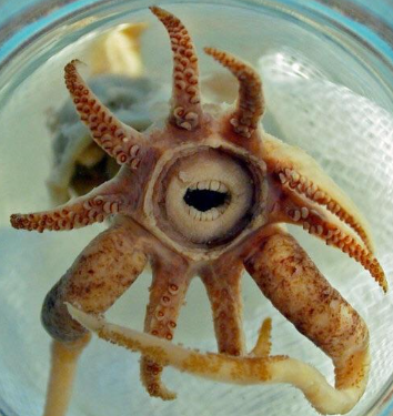Promachoteuthis sulcus Promachoteuthis sulcus