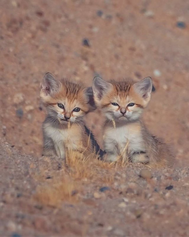 Барханные коты — самые милые жители пустынь