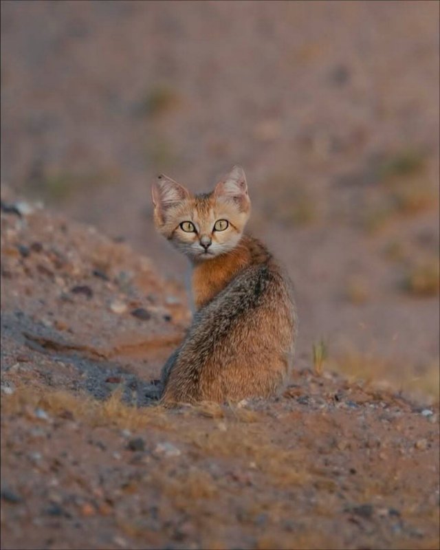 Барханные коты — самые милые жители пустынь