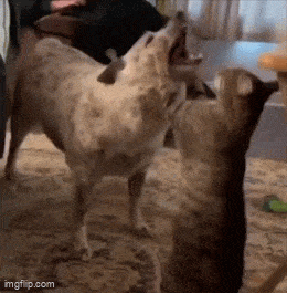 Подборка гифок -  24.11.2025