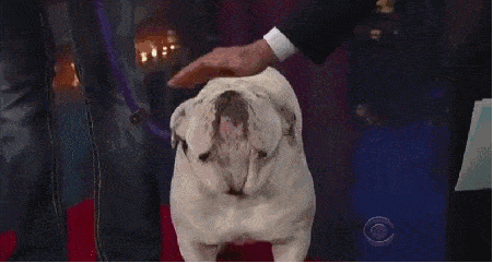 Подборка гифок -  24.11.2025