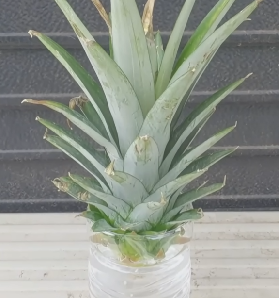 Японец показал как можно вырастить ананас из листьев