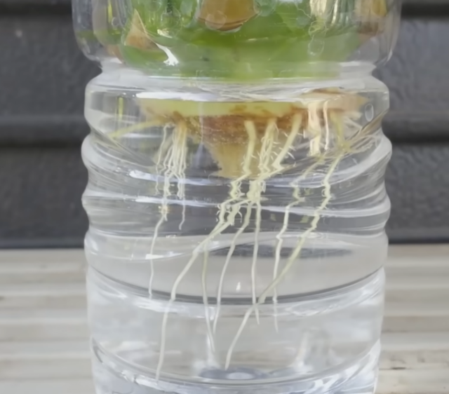 Японец показал как можно вырастить ананас из листьев