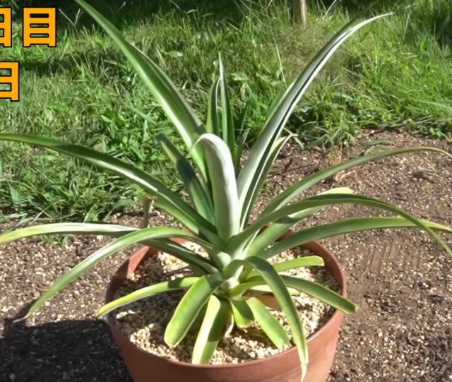 Японец показал как можно вырастить ананас из листьев