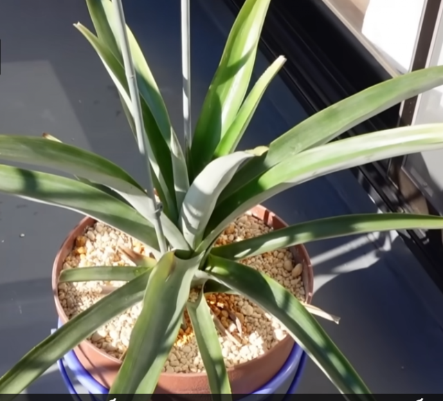 Японец показал как можно вырастить ананас из листьев