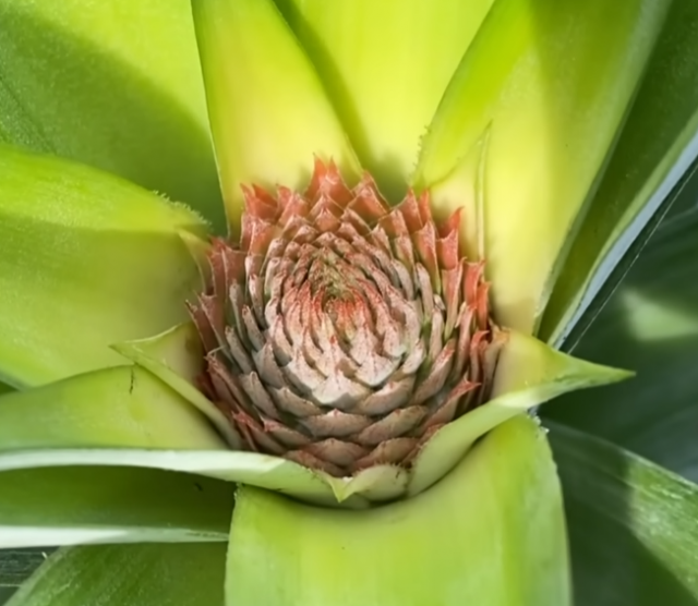 Японец показал как можно вырастить ананас из листьев