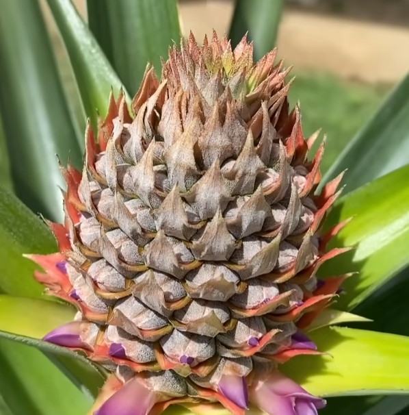 Японец показал как можно вырастить ананас из листьев