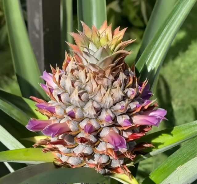 Японец показал как можно вырастить ананас из листьев