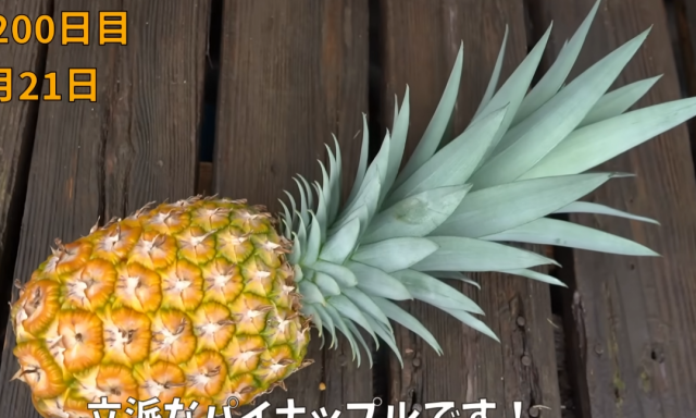 Японец показал как можно вырастить ананас из листьев