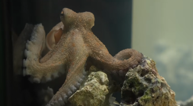 Научил играть осьминога на пианино!