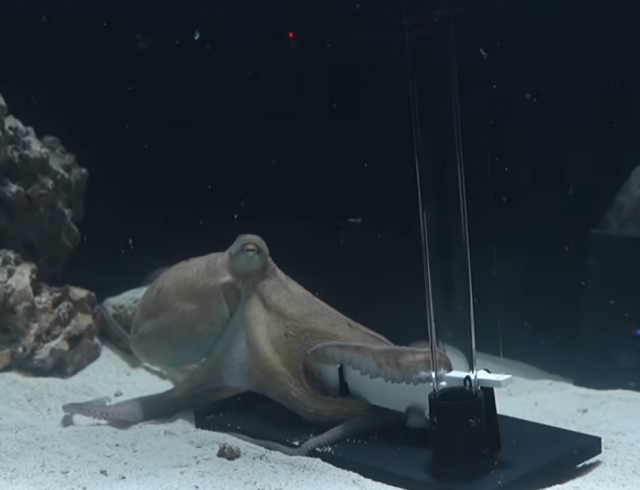 Научил играть осьминога на пианино! Научил играть осьминога на пианино!