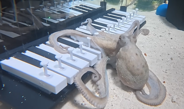 Научил играть осьминога на пианино! Научил играть осьминога на пианино!