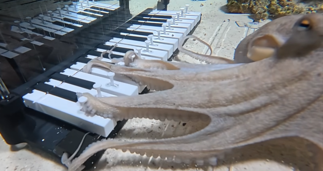 Научил играть осьминога на пианино! Научил играть осьминога на пианино!