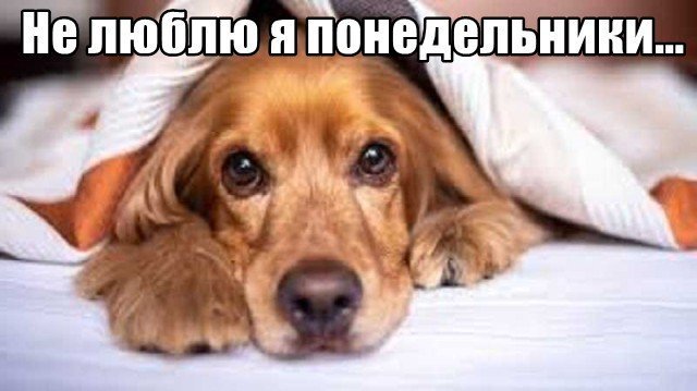 Трынделка - 24.11.2025