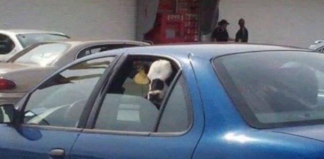 Подборка картинок. Вечерний выпуск - 21511.2025